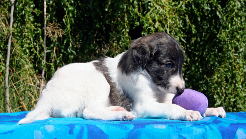 Surf Spots - Boy 2 Cute